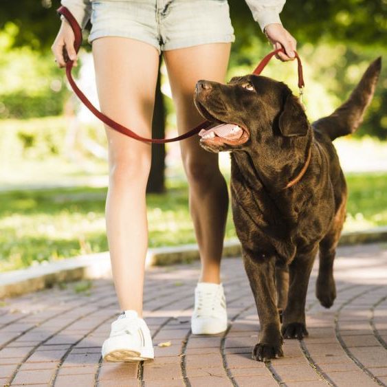 GPS-Ortung für das Spazieren mit Hunden verwenden