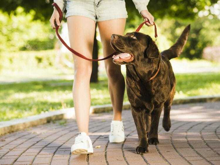 GPS-Ortung für das Spazieren mit Hunden verwenden