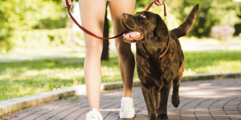 GPS-Ortung für das Spazieren mit Hunden verwenden GPS-Ortung für das Spazieren mit Hunden verwenden