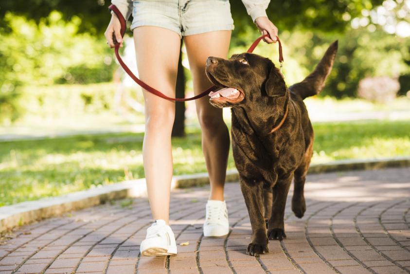 GPS-Ortung für das Spazieren mit Hunden verwenden